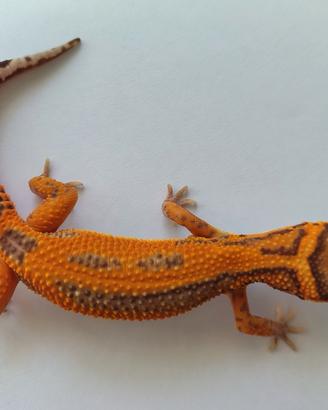 Femmina Geco Leopardino 
