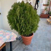 Piante da esterno