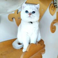 Gattini di pura razza british shorthair di 4 mesi