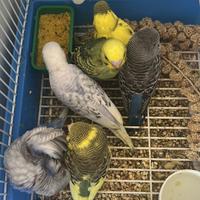 Cocorita allevata a mano