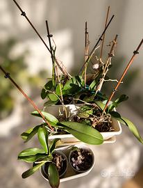 Orchidee vari colori