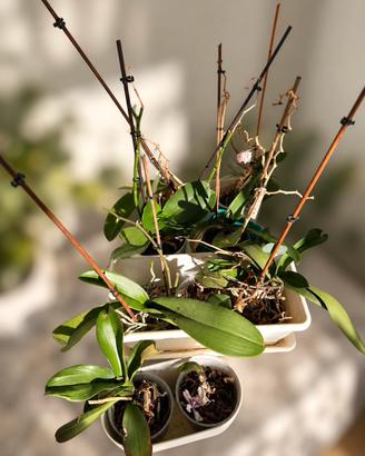 Orchidee vari colori