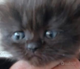 Cucciolo gatto persiano