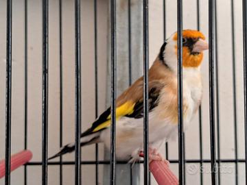 Cardellino major XXL