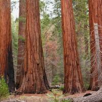 Sequoia gigante sempreverdis