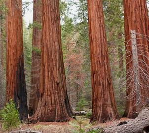Sequoia gigante sempreverdis