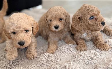 Cuccioli pura razza barboncino