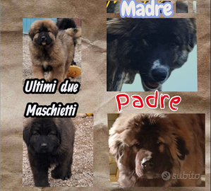 85giorni super caucaso con pedigree