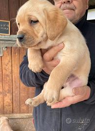 Labrador miele con pedigree