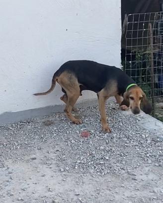 Segugio italiano