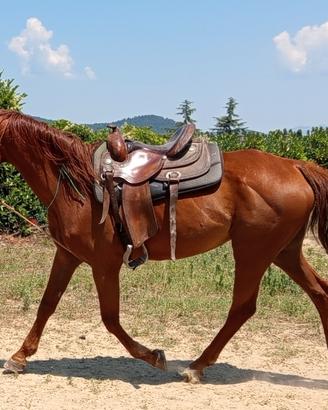 Cavallo