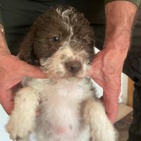 Lagotto maschio da tartufi