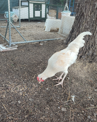 Gallo mix padovano