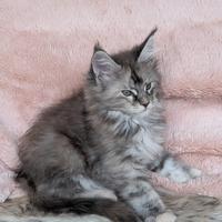 Maine Coon Grace