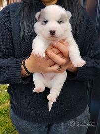 Cuccioli Siberian Husky