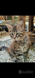 Maine coon