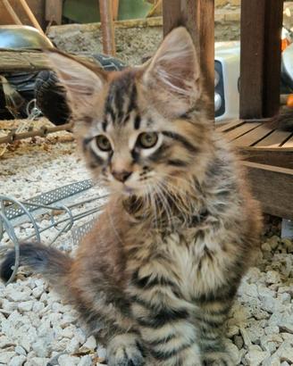 Maine coon