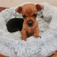 Cuccioli di pinscher Nano originali giocherelloni