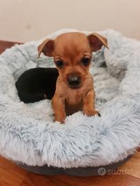 Cuccioli di pinscher Nano originali giocherelloni