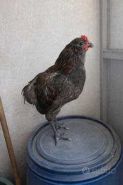 Galli araucani