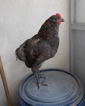 Galli araucani