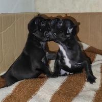 Bulldog Francese