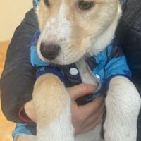Vischio cucciolo 3 mesi taglia media