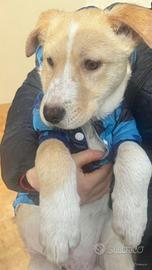 Vischio cucciolo 3 mesi taglia media