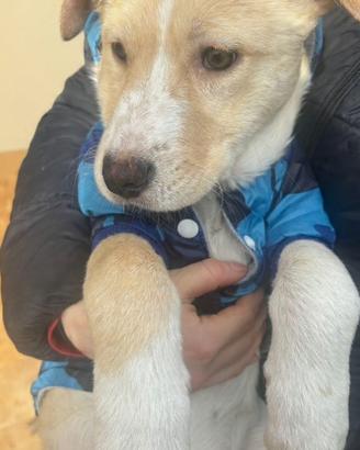 Vischio cucciolo 3 mesi taglia media