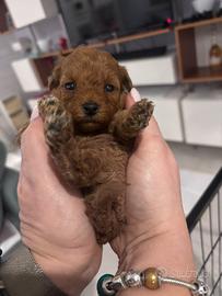 Ultima cucciola Toy red