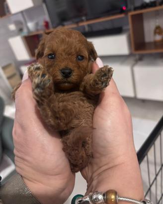 Ultima cucciola Toy red