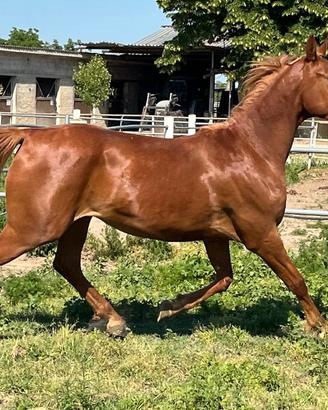 Cavallo