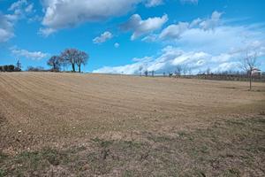 Terreno Agricolo 6 Ettari