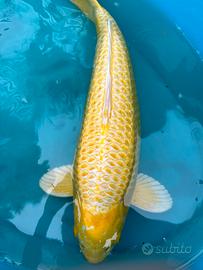 Carpe koi