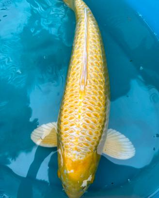 Carpe koi