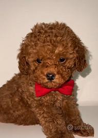 Barboncino mini toy red