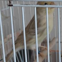 Canarini isabella fattore giallo