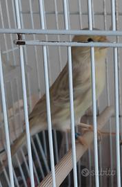 Canarini isabella fattore giallo