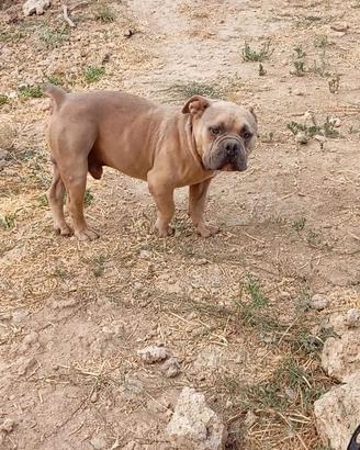 Coppia American Bully