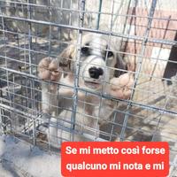 Cucciola 4 mesi