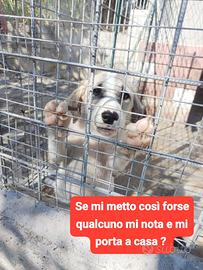 Cucciola 4 mesi