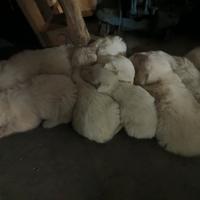 Cucciolo maremmano maschio