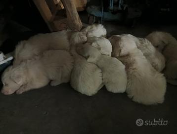 Cucciolo maremmano maschio