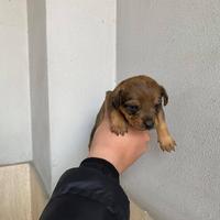 Mini chihuahua Pincher Toy da borsetta