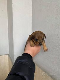 Mini chihuahua Pincher Toy da borsetta