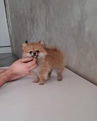 Cuccioli di spitz pomerania micro