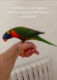 Lory arcobaleno