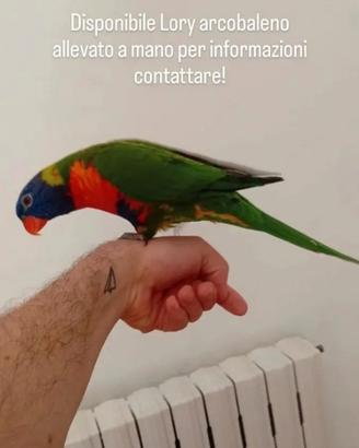 Lory arcobaleno