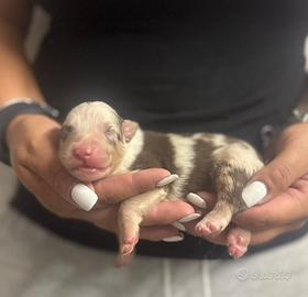 Cucciolo pedigree pastore australiano