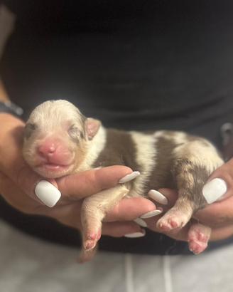Cucciolo pedigree pastore australiano